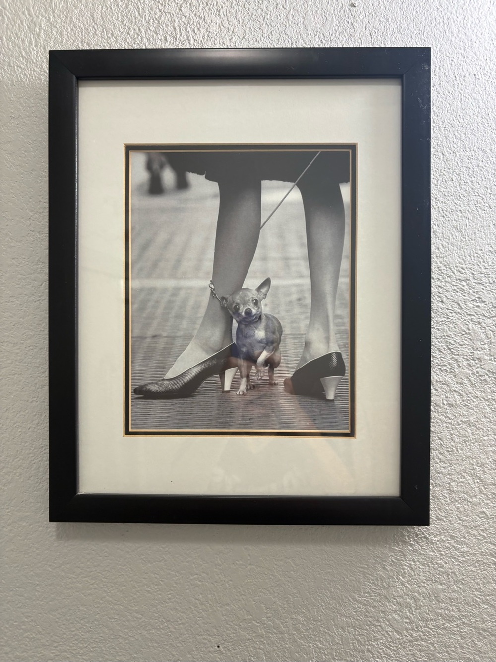 Chihuahua and Pappagallo Shoes Photographed: Yale Joel 1961, New York City, NY